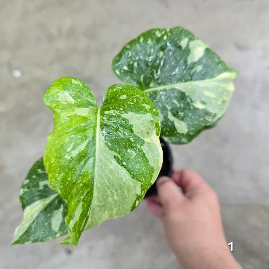 MONSTERA - Monstera 'Thai Constellation' Mutant - 4"
