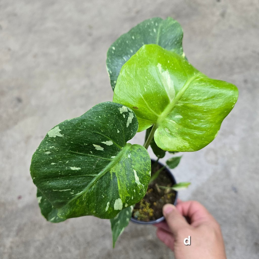 MONSTERA - Monstera 'Thai Constellation' Mutant - 4"