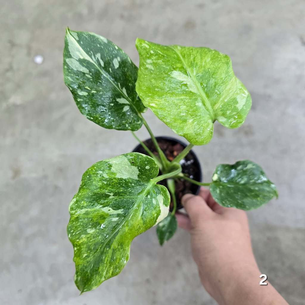 MONSTERA - Monstera 'Thai Constellation' Mutant - 4"