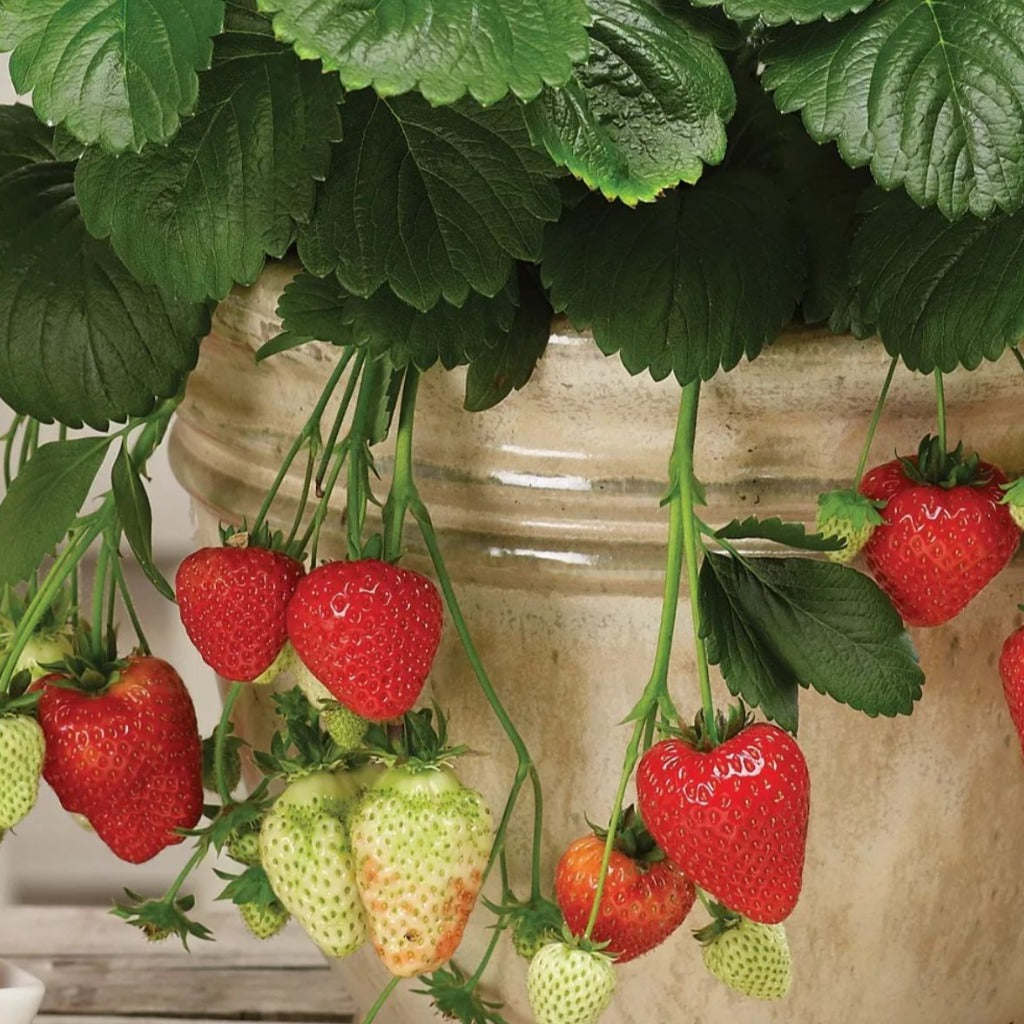 Strawberry - Montana 4"
