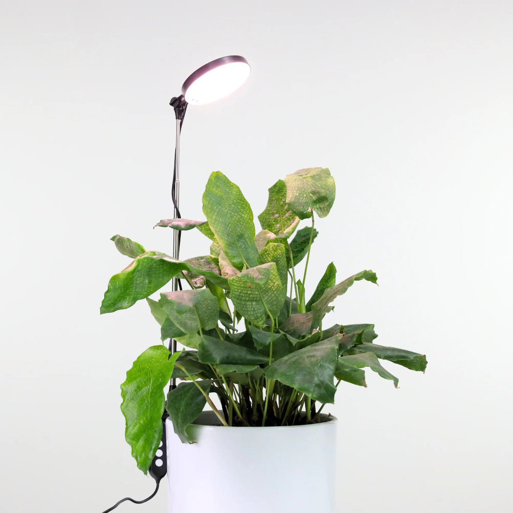 Mossify LED Plant Light - 28"