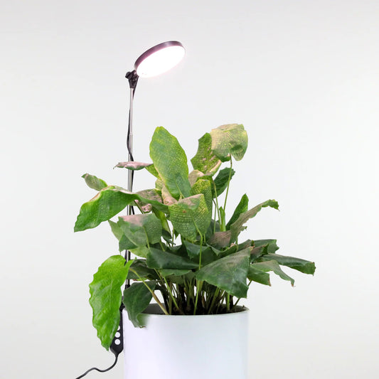 Mossify LED Plant Light - 28"