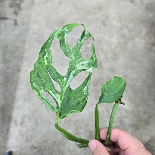 NODES - Monstera Adansonii Mint - Node