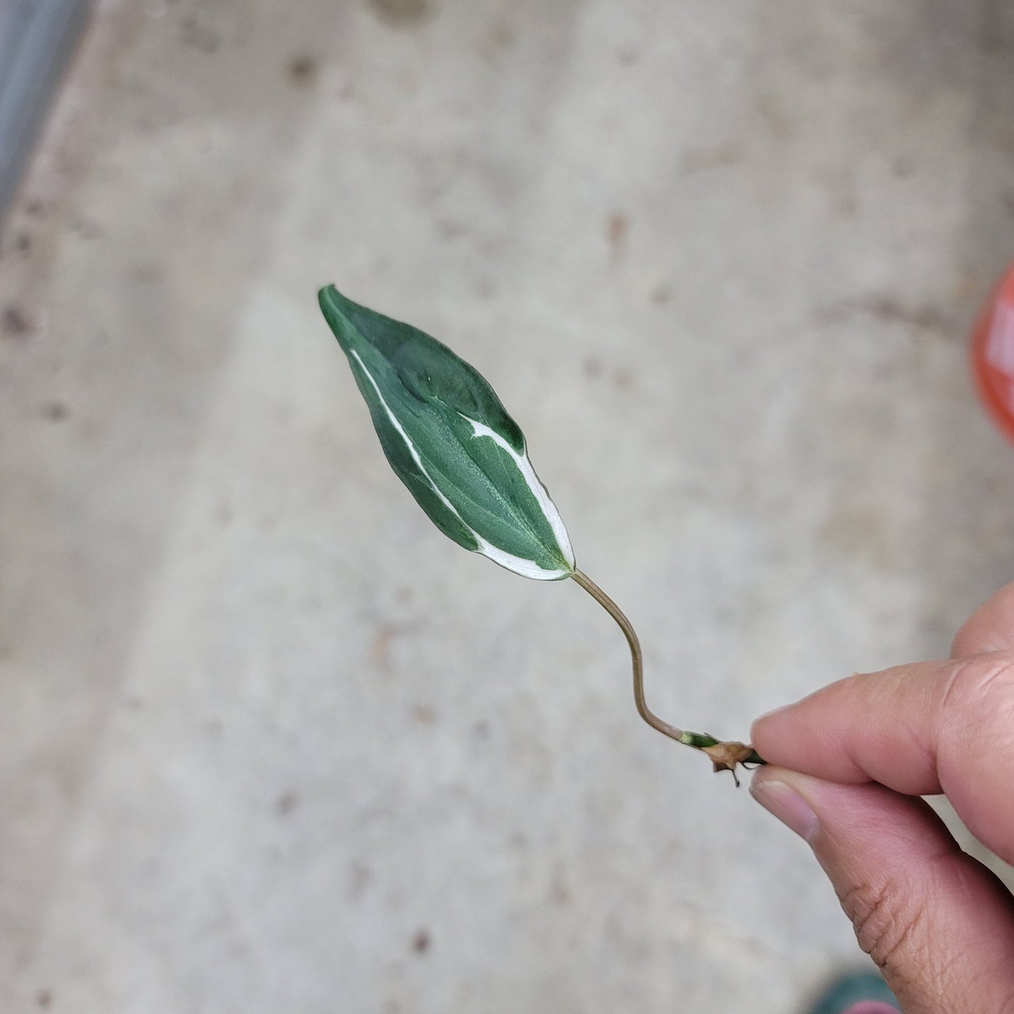 NODES - PHILODENDRON MICANS HALO NODE