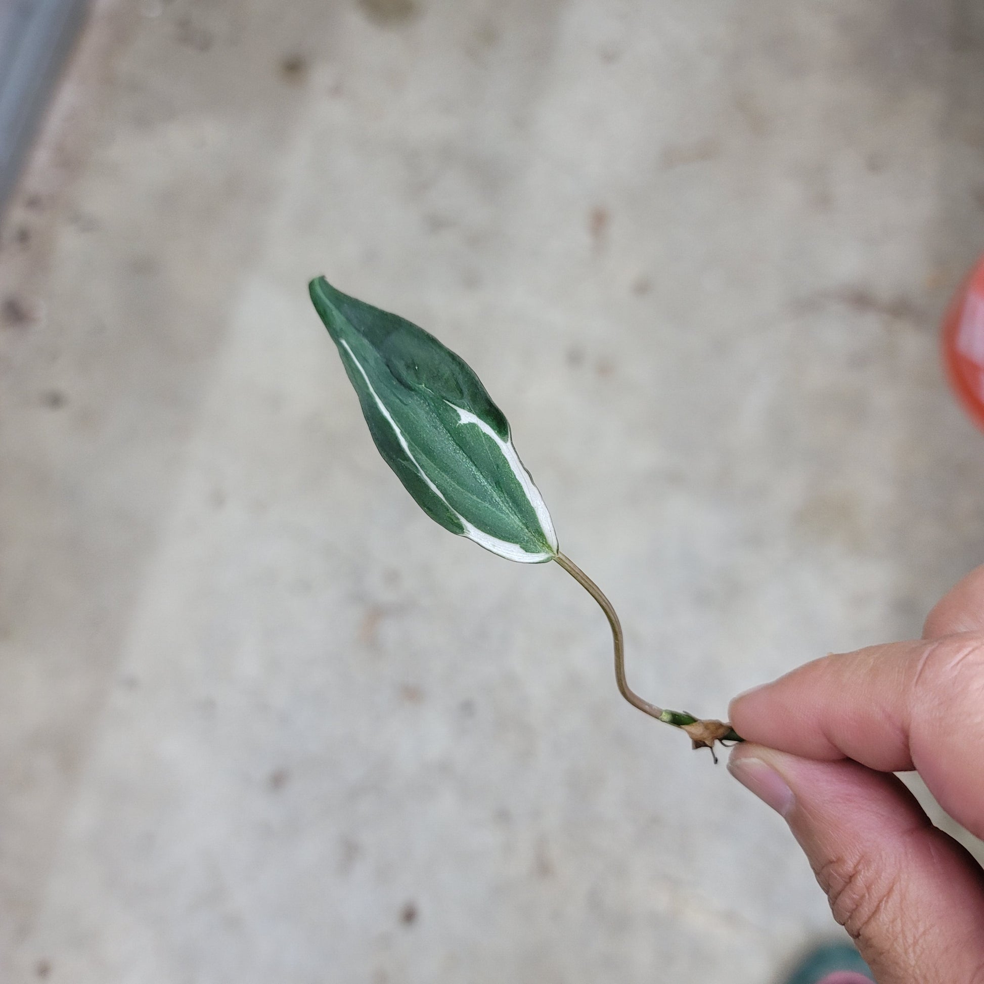 NODES - PHILODENDRON MICANS HALO NODE