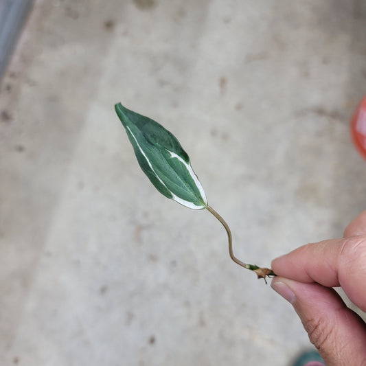 NODES - PHILODENDRON MICANS HALO NODE