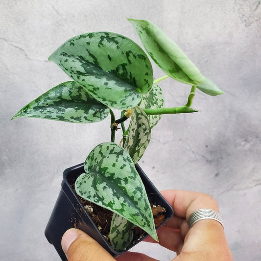 NODES - Scindapsus 'Silver Lady' - NODES (2)