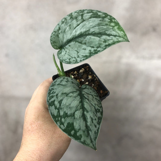 NODES - Scindapsus 'Silver Splash' - NODES (3)