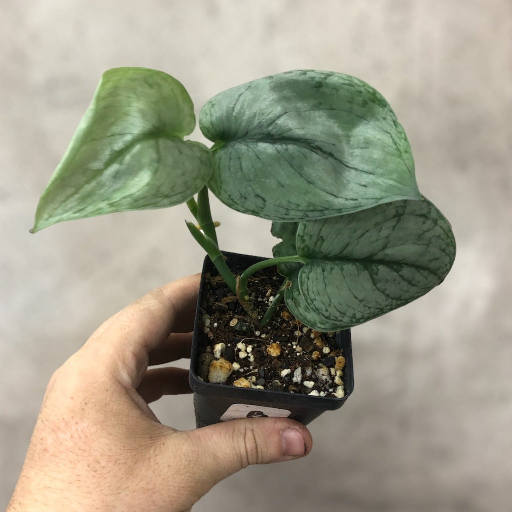 NODES - Scindapsus 'Silver Splash' - NODES (3)