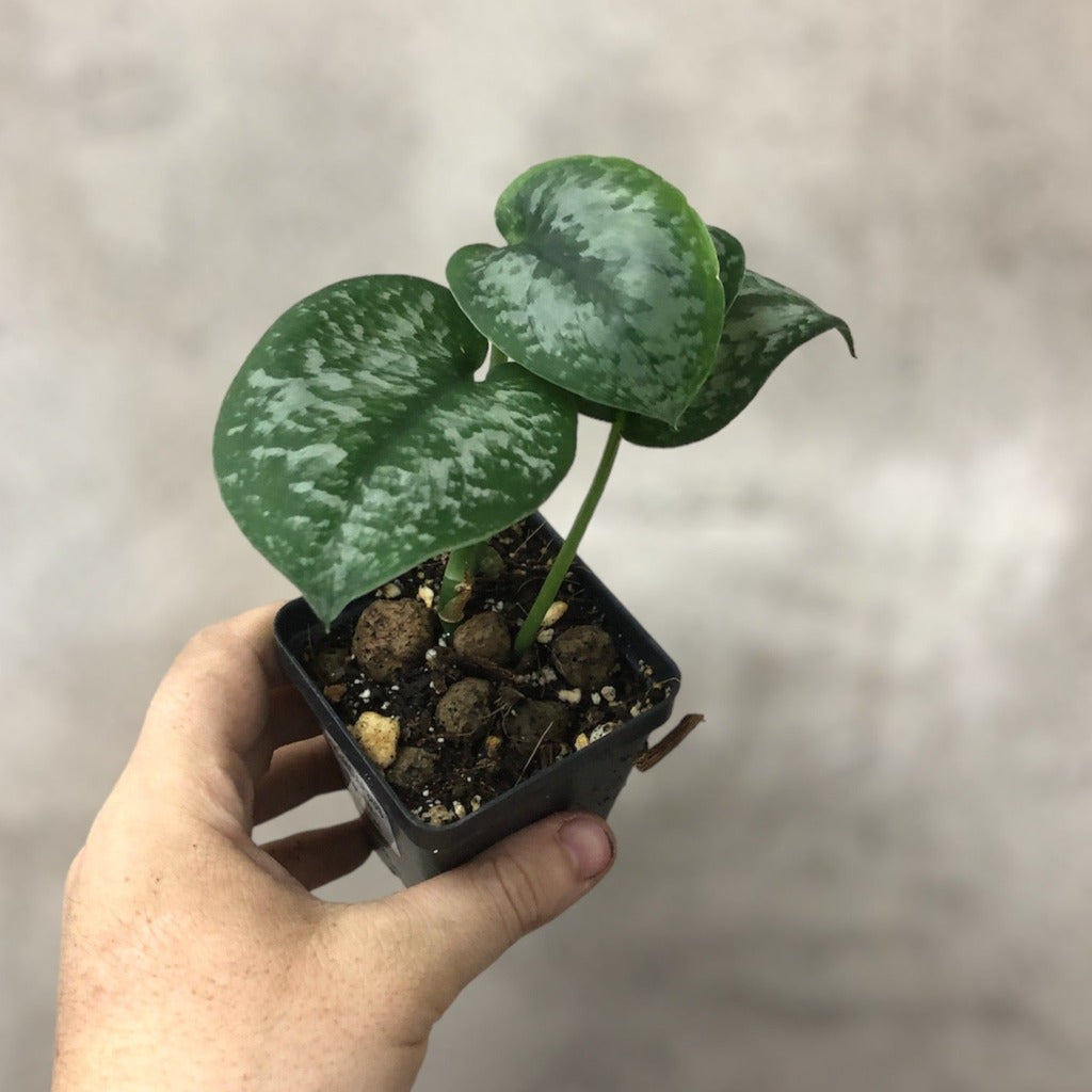 NODES - Scindapsus 'Silver Splash' - NODES (3)