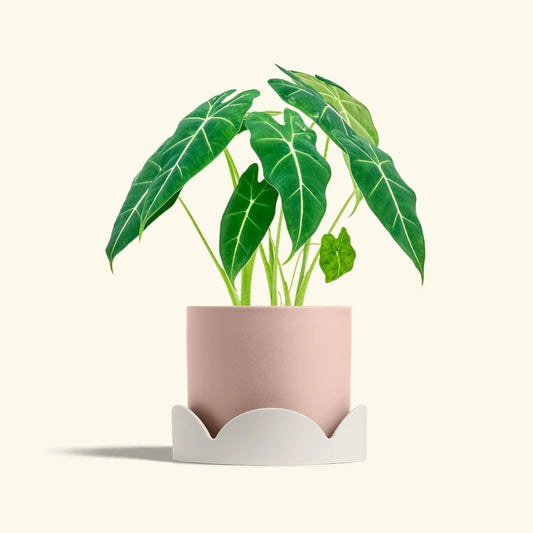 Petal Drip Tray - 10"