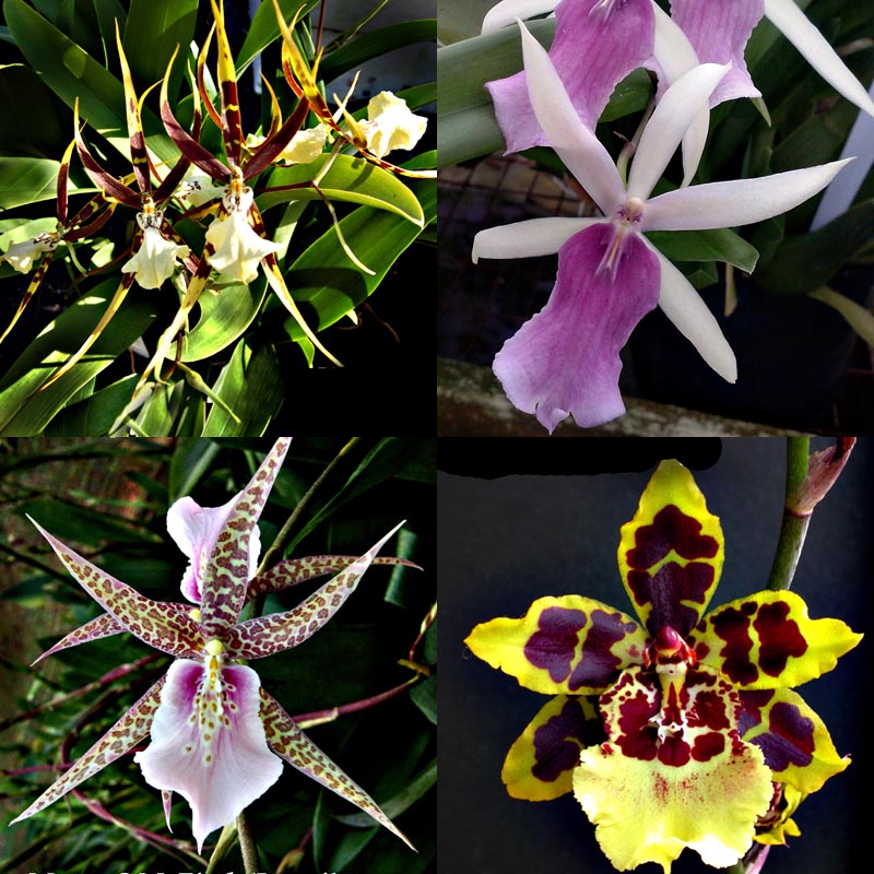 Oncidium intergeneric - 4"