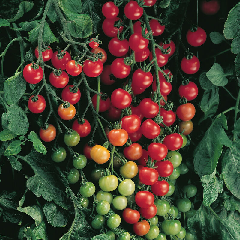 OUTDOOR PLANTS - Super Sweet 100 Tomato - Jumbo Pack