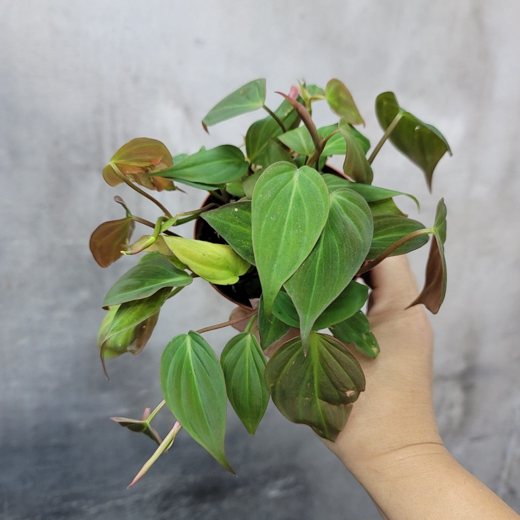 PHILODENDRON MICANS - 4"