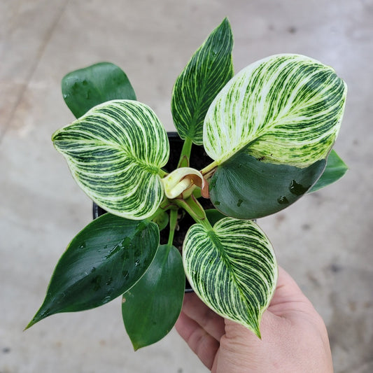 PHILODENDRON - Philodendron Birkin - 4"
