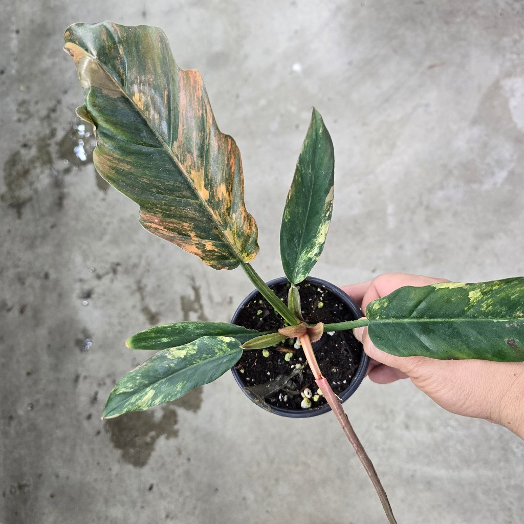 PHILODENDRON - Philodendron Caramel Marble - 4"