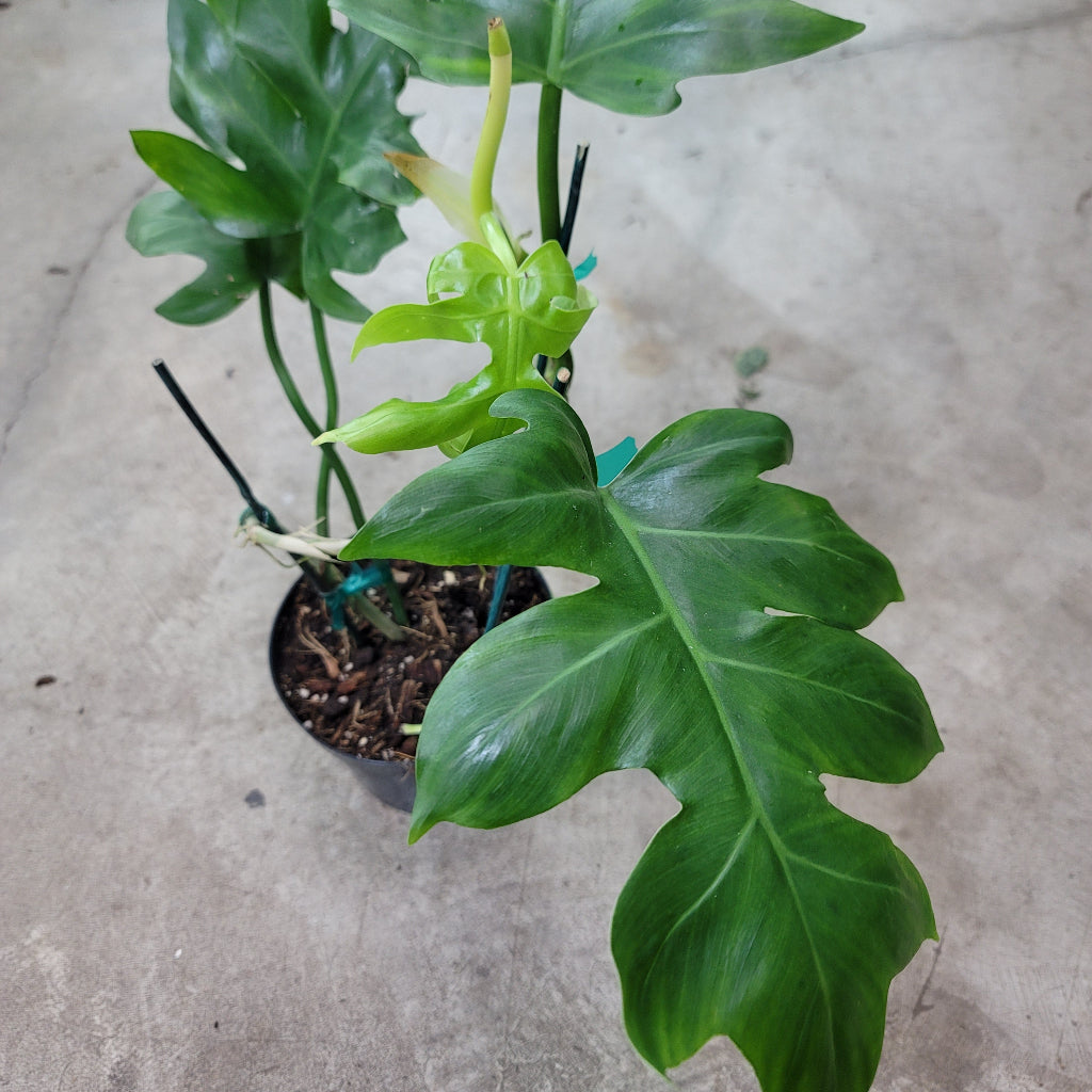 PHILODENDRON - Philodendron Distantilobum - 6"