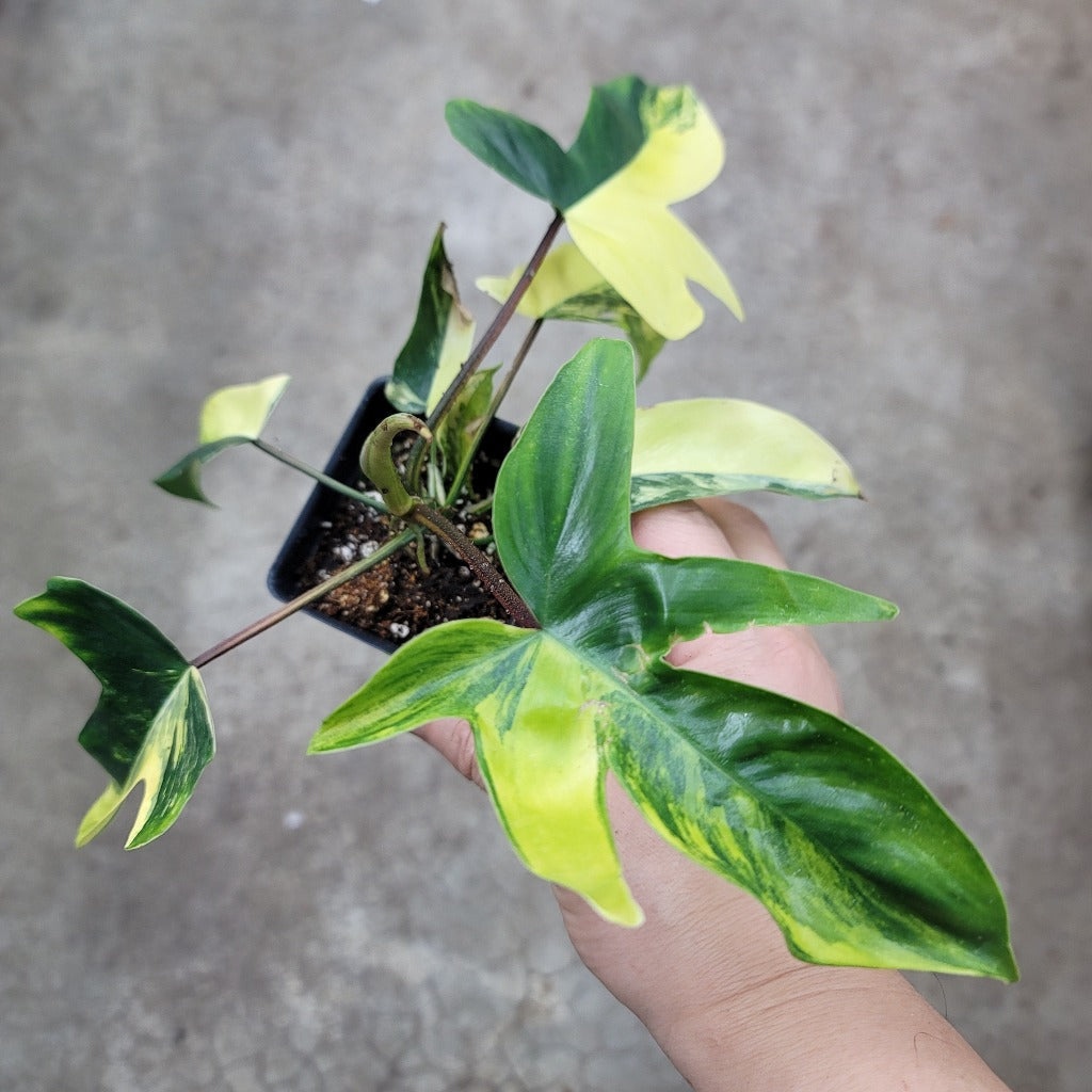 PHILODENDRON - Philodendron Florida Beauty - 2"