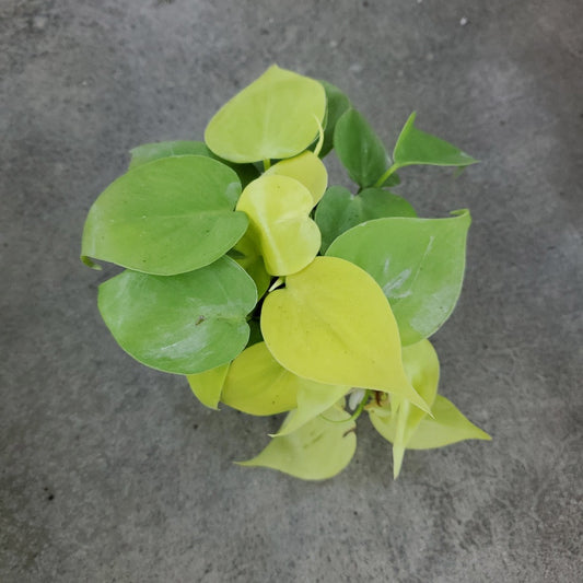 PHILODENDRON - Philodendron Hederaceum 'Aureum' - 4"