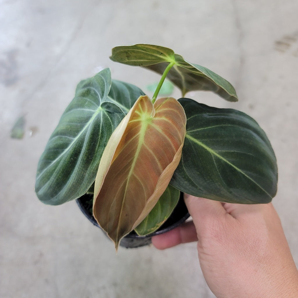 PHILODENDRON - PHILODENDRON MELANOCHRYSUM - 4"