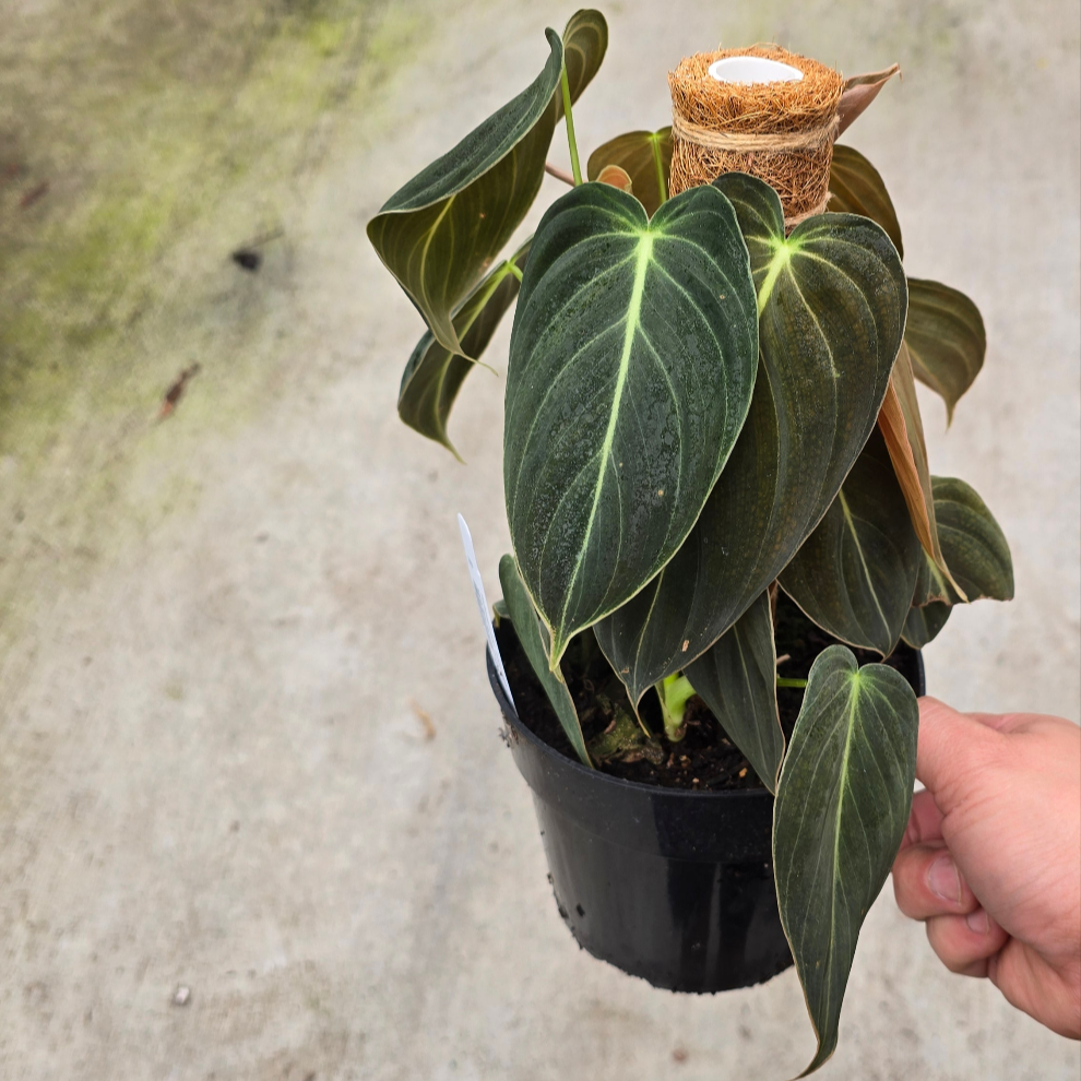PHILODENDRON - Philodendron Melanochrysum