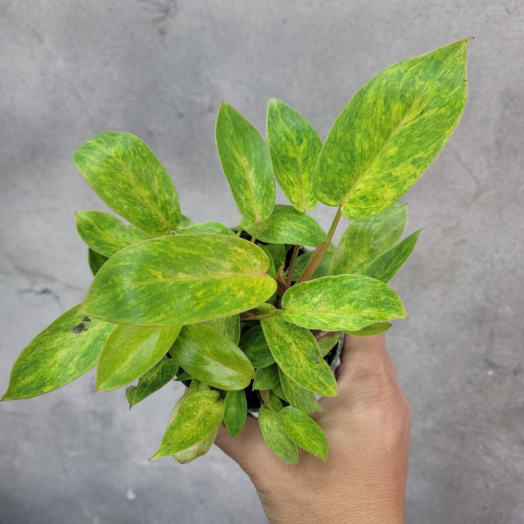 PHILODENDRON - PHILODENDRON PAINTED LADY - 4"