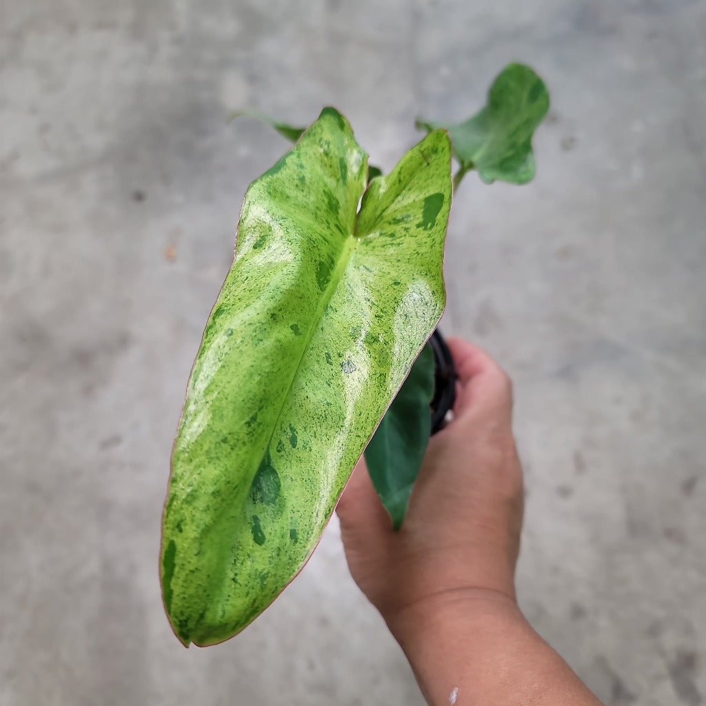 PHILODENDRON - PHILODENDRON PARAISO VERDE - 4"