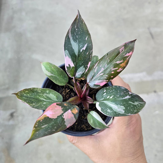 PHILODENDRON - Philodendron 'Pink Princess Marble' - 4"