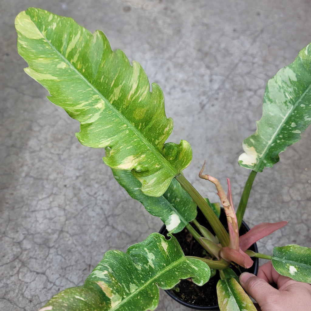 PHILODENDRON - Philodendron Ring Of Fire - 6"