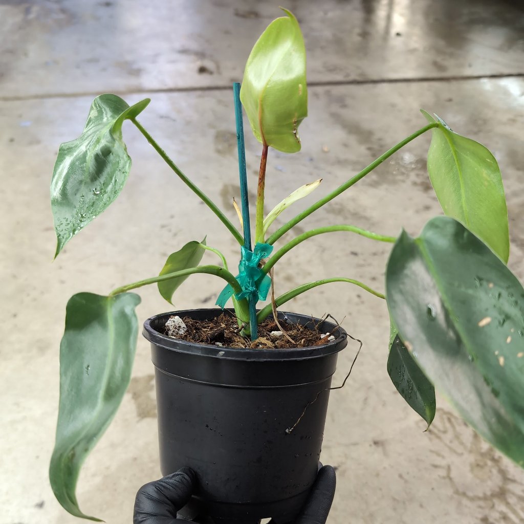 PHILODENDRON - Philodendron Spiritus Sancti - 6"