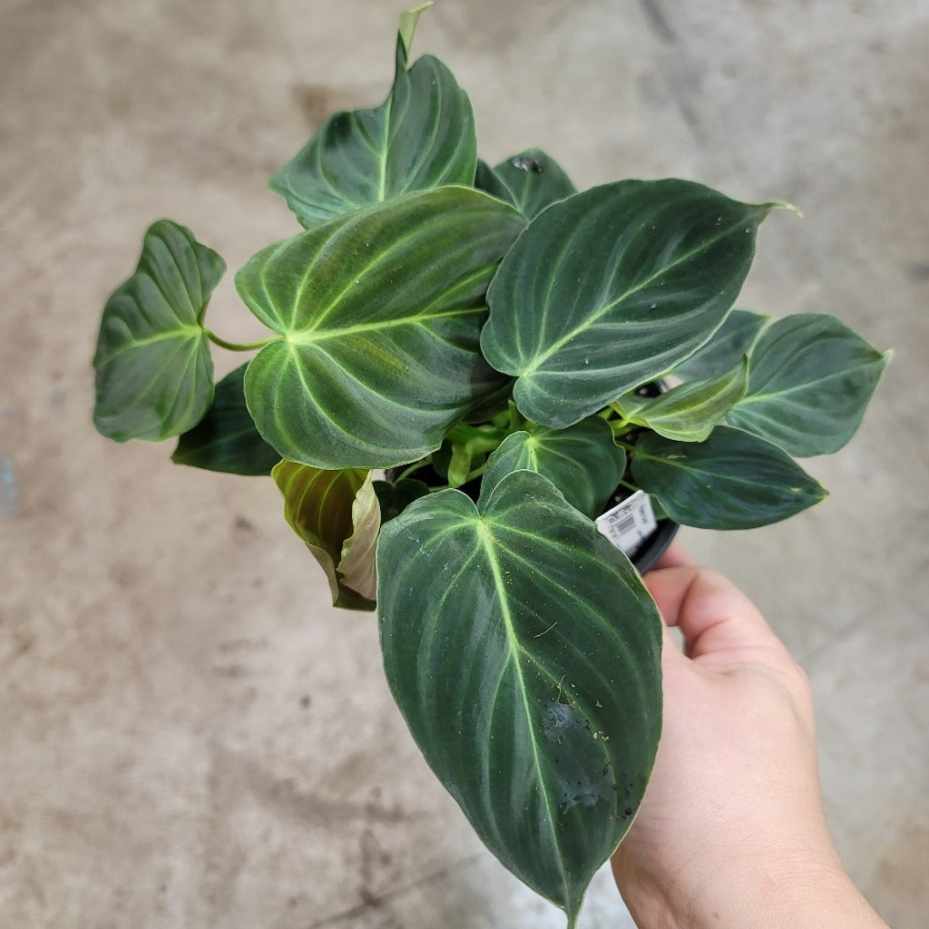 PHILODENDRON - Philodendron Splendid - 4.5"