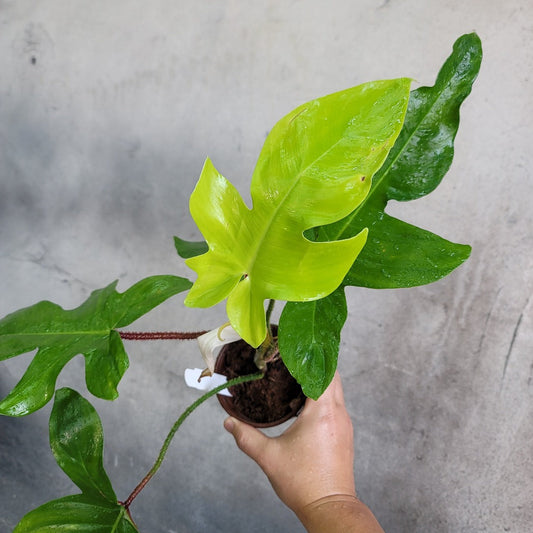 PHILODENDRON - PHILODENDRON SQUAMIFERUM - 4"