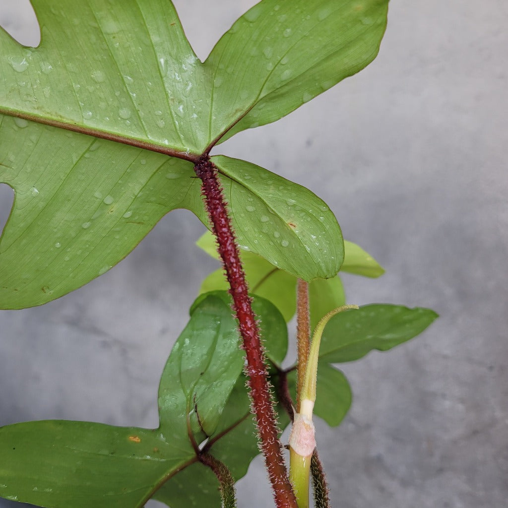 PHILODENDRON - PHILODENDRON SQUAMIFERUM - 4"