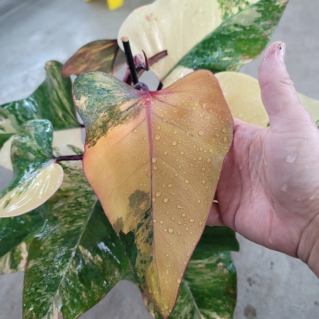 PHILODENDRON - Philodendron Strawberry Shake