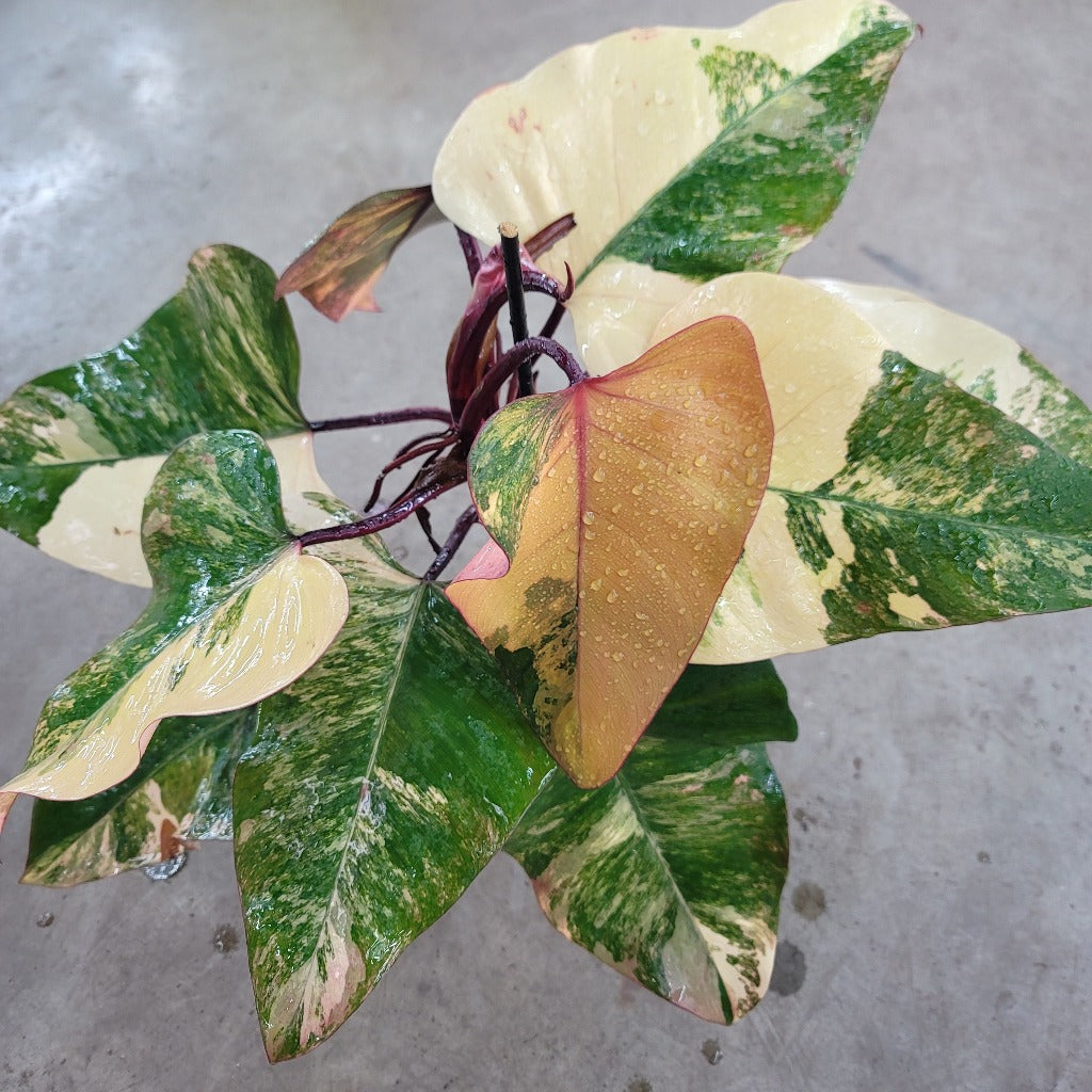 PHILODENDRON - Philodendron Strawberry Shake