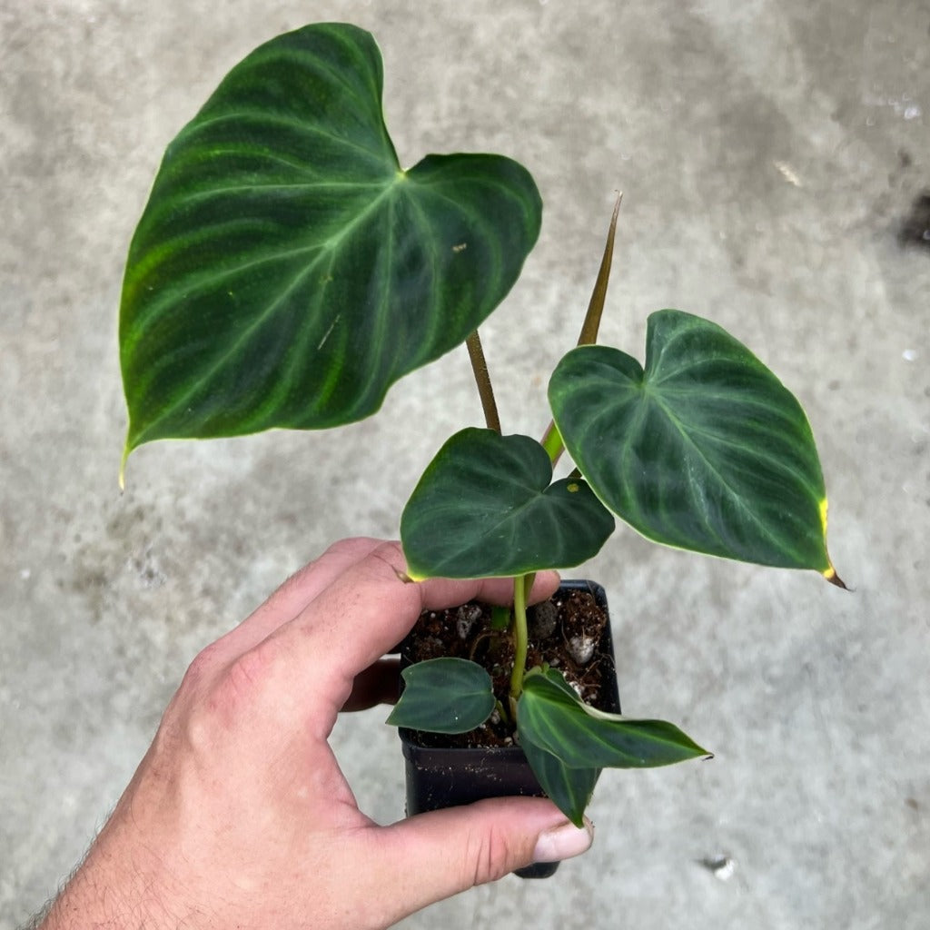 PHILODENDRON - PHILODENDRON VERRUCOSUM - 2"