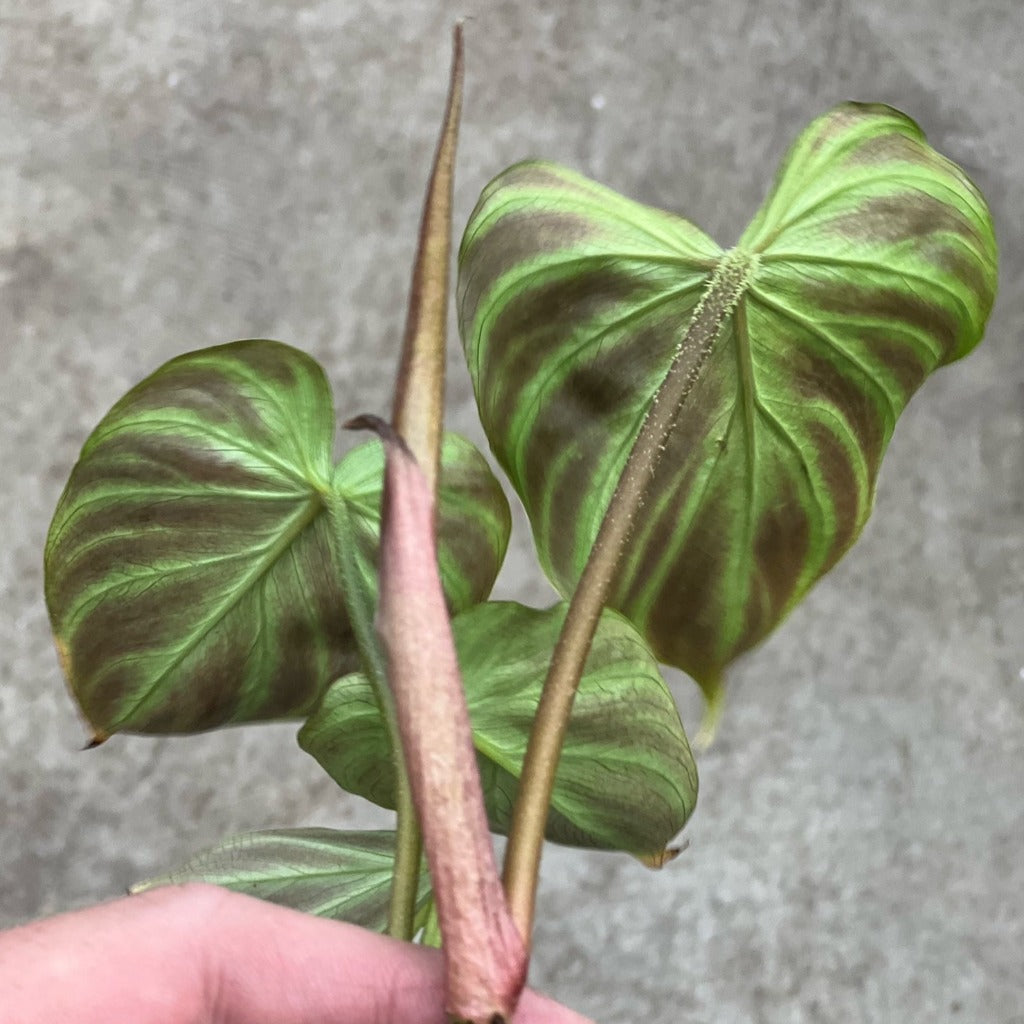 PHILODENDRON - PHILODENDRON VERRUCOSUM - 2"