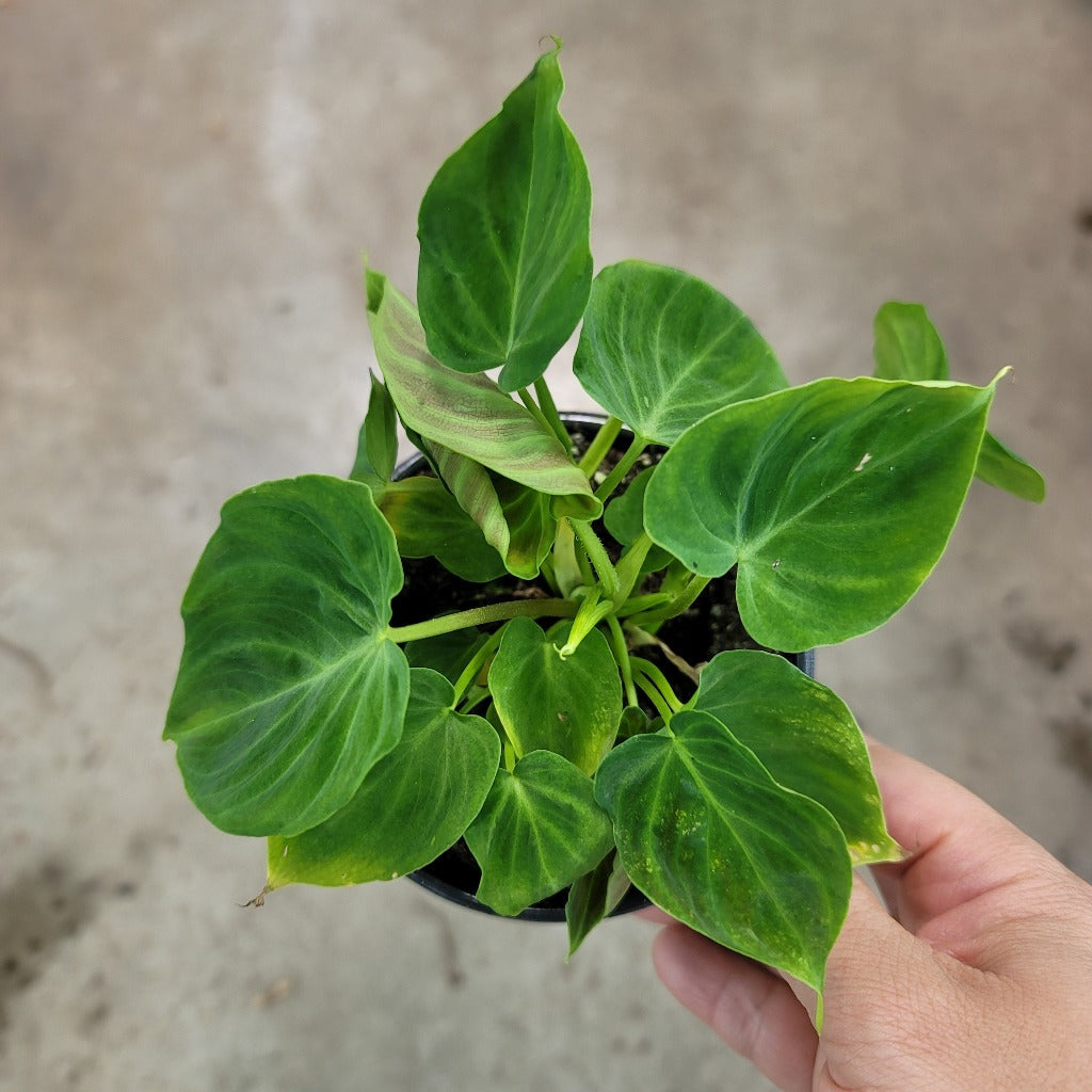 PHILODENDRON - PHILODENDRON VERRUCOSUM - 4"