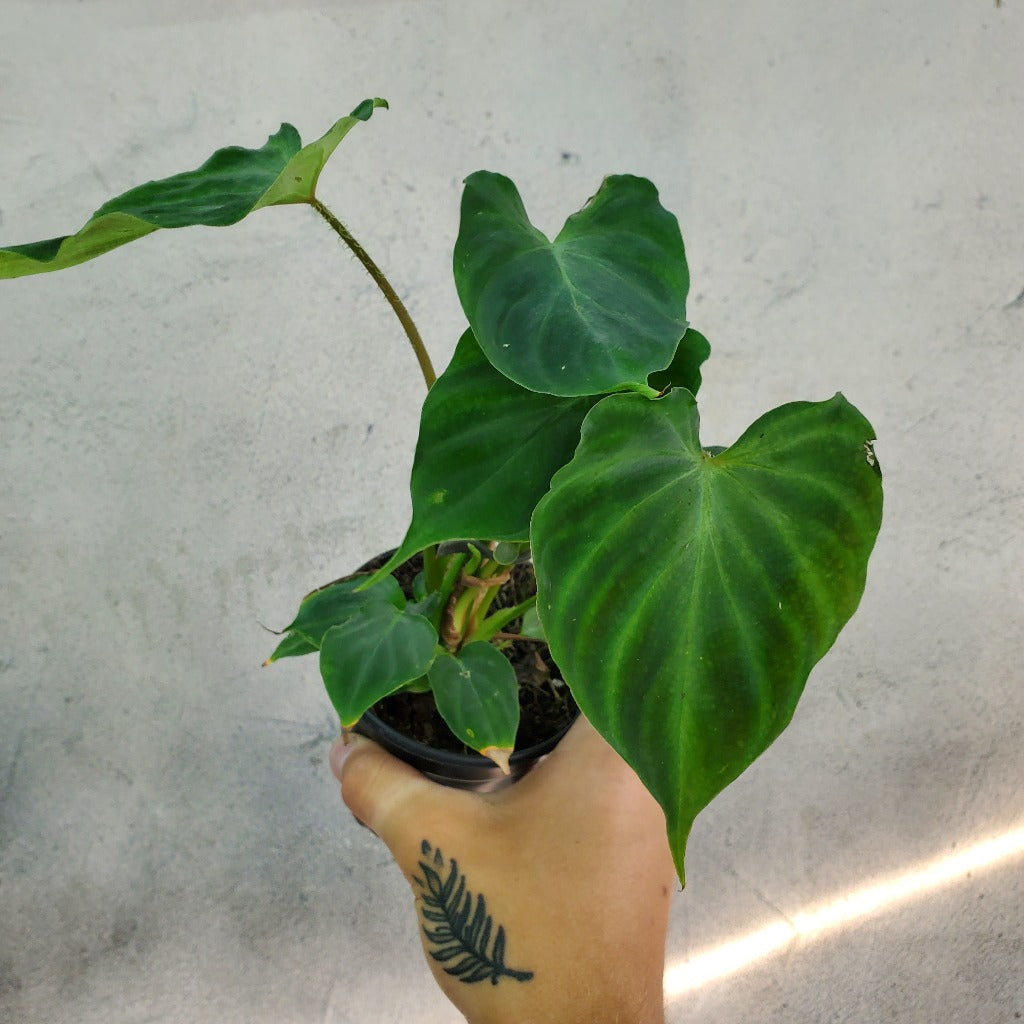 PHILODENDRON - PHILODENDRON VERRUCOSUM - 4"