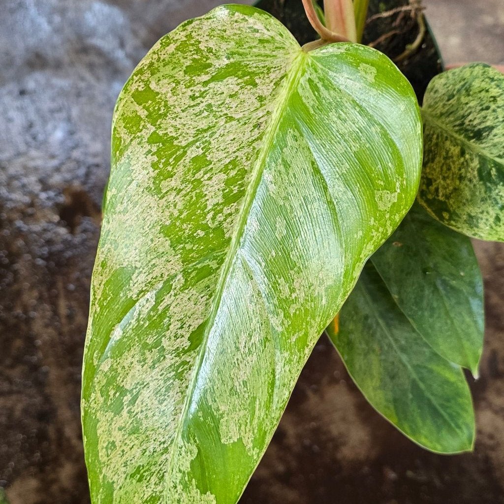 PHILODENDRON - Philodendron 'Whipple  Way Mint' - 6"