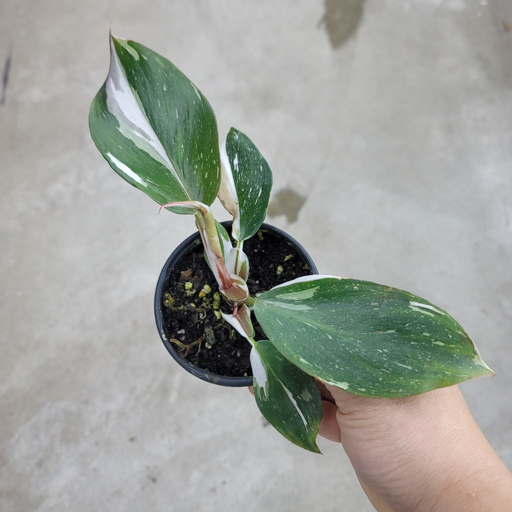 PHILODENDRON - Philodendron 'White Knight' - 4"