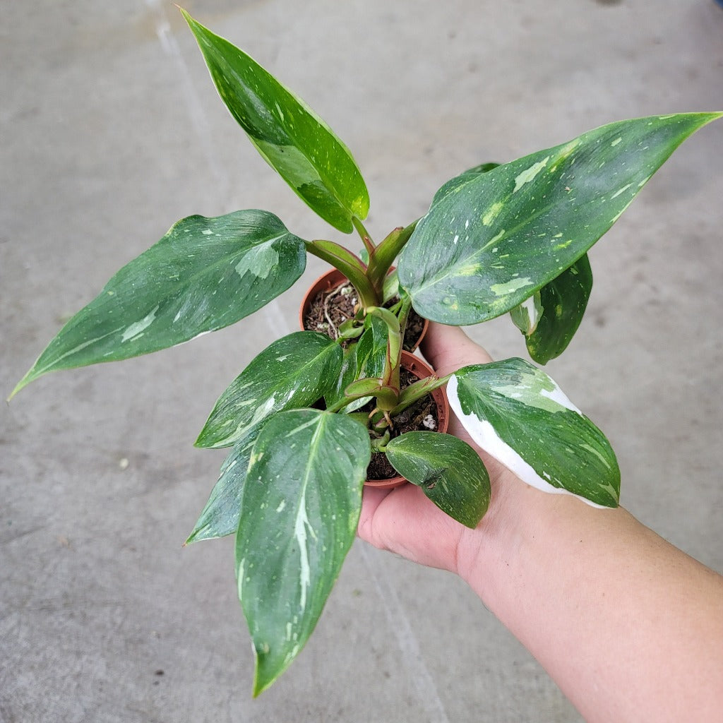 PHILODENDRON - Philodendron 'White Princess' - 2"