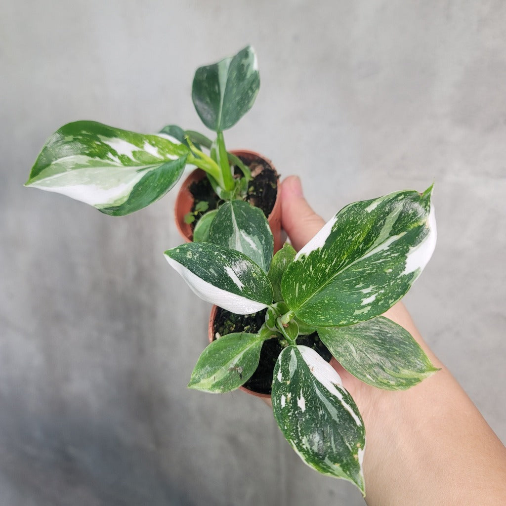 PHILODENDRON - PHILODENDRON WHITE WIZARD - 2"