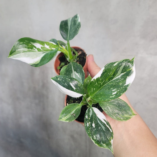 PHILODENDRON - PHILODENDRON WHITE WIZARD - 2"
