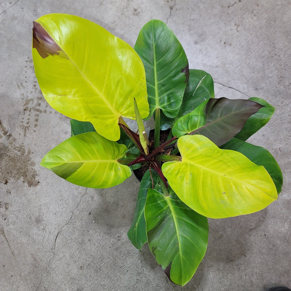 PHILODENDRON - Philodendron 'Yellow  Flame' - 6"
