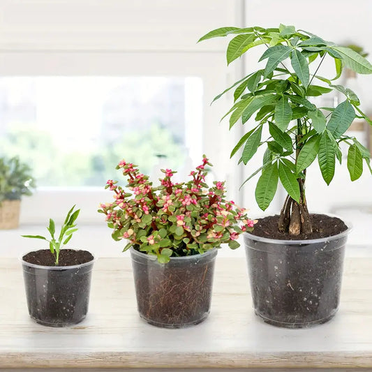 PLANTERS - Clear Growers Pot