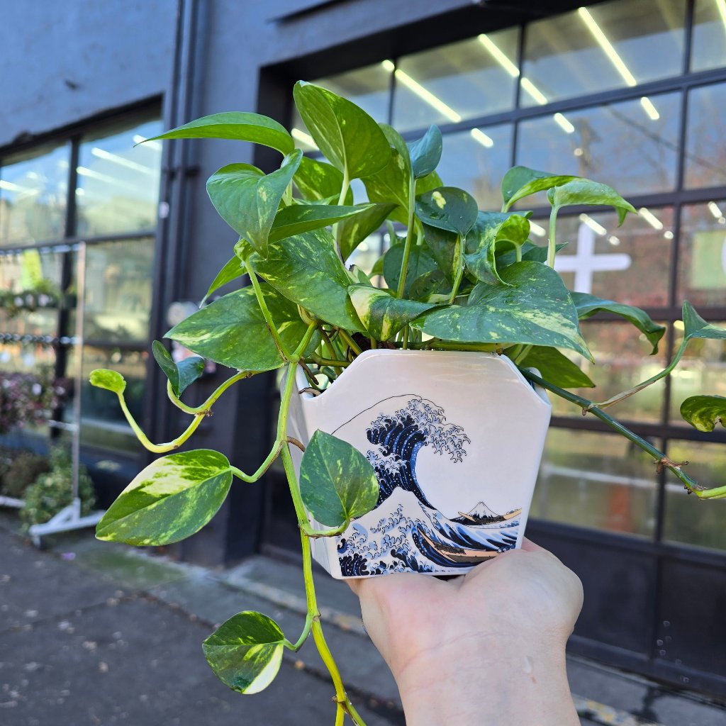 PLANTERS - Take Out Ceramic Pot