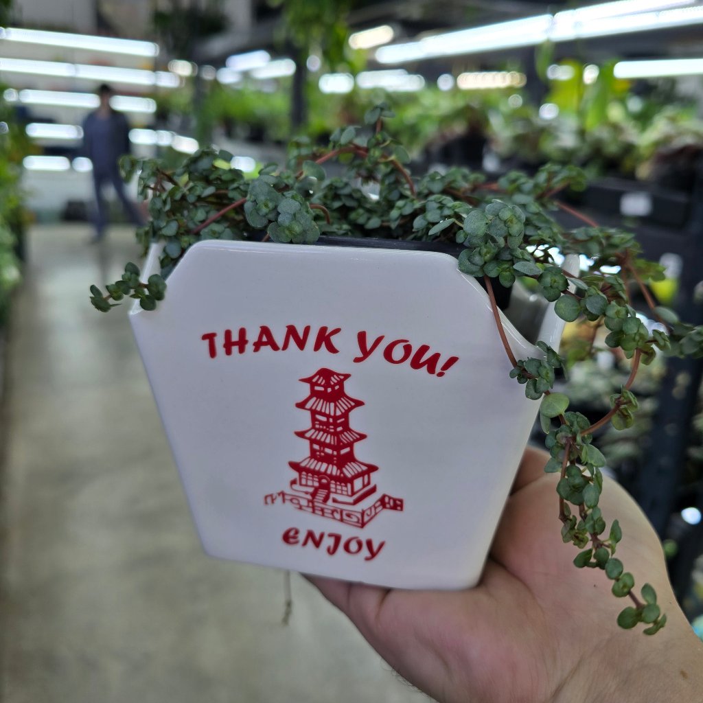 PLANTERS - Take Out Ceramic Pot