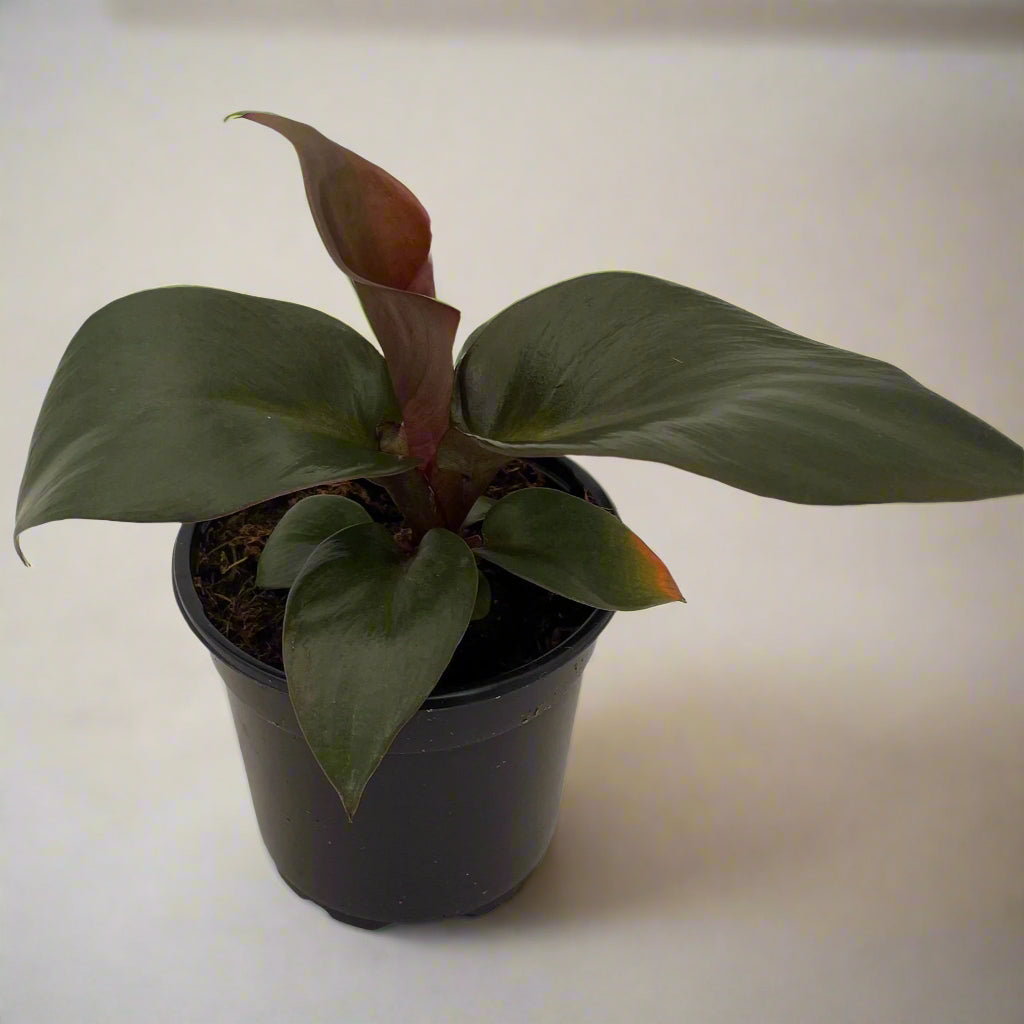 Philodendron 'Red Heart' - 6"