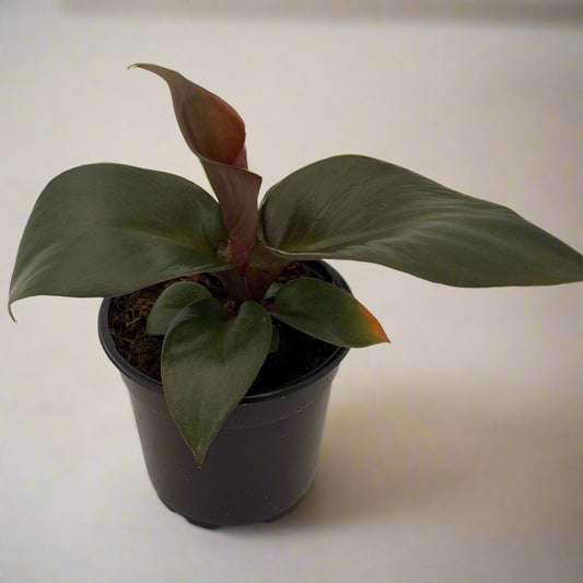 Philodendron 'Red Heart' - 4"